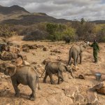 Orfanotrofio per elefanti a Reteti | Ami Vitale World Press Photo